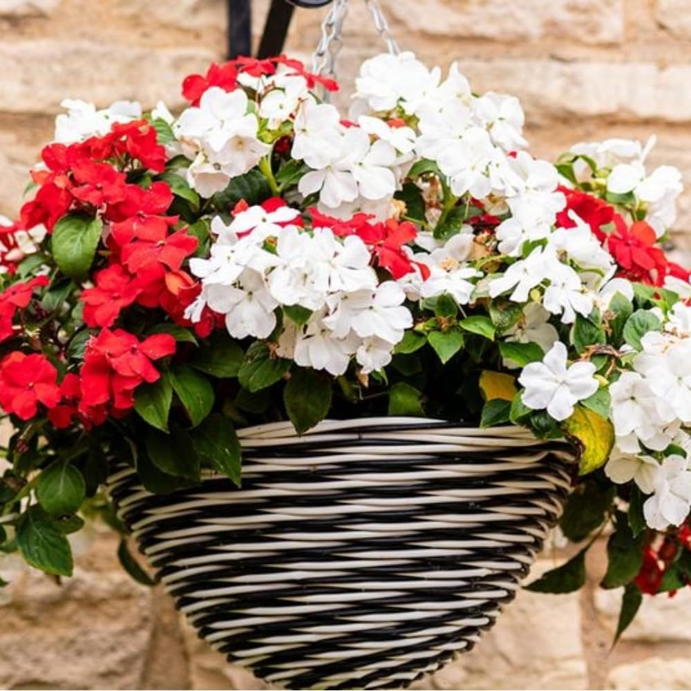 Garden Ready Busy Lizzie 'beacon Strawberries & Cream Mix' Flowers For Pots Borders | Set of 48