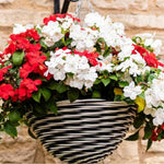 Garden Ready Busy Lizzie 'beacon Strawberries & Cream Mix' Flowers For Pots Borders | Set of 24