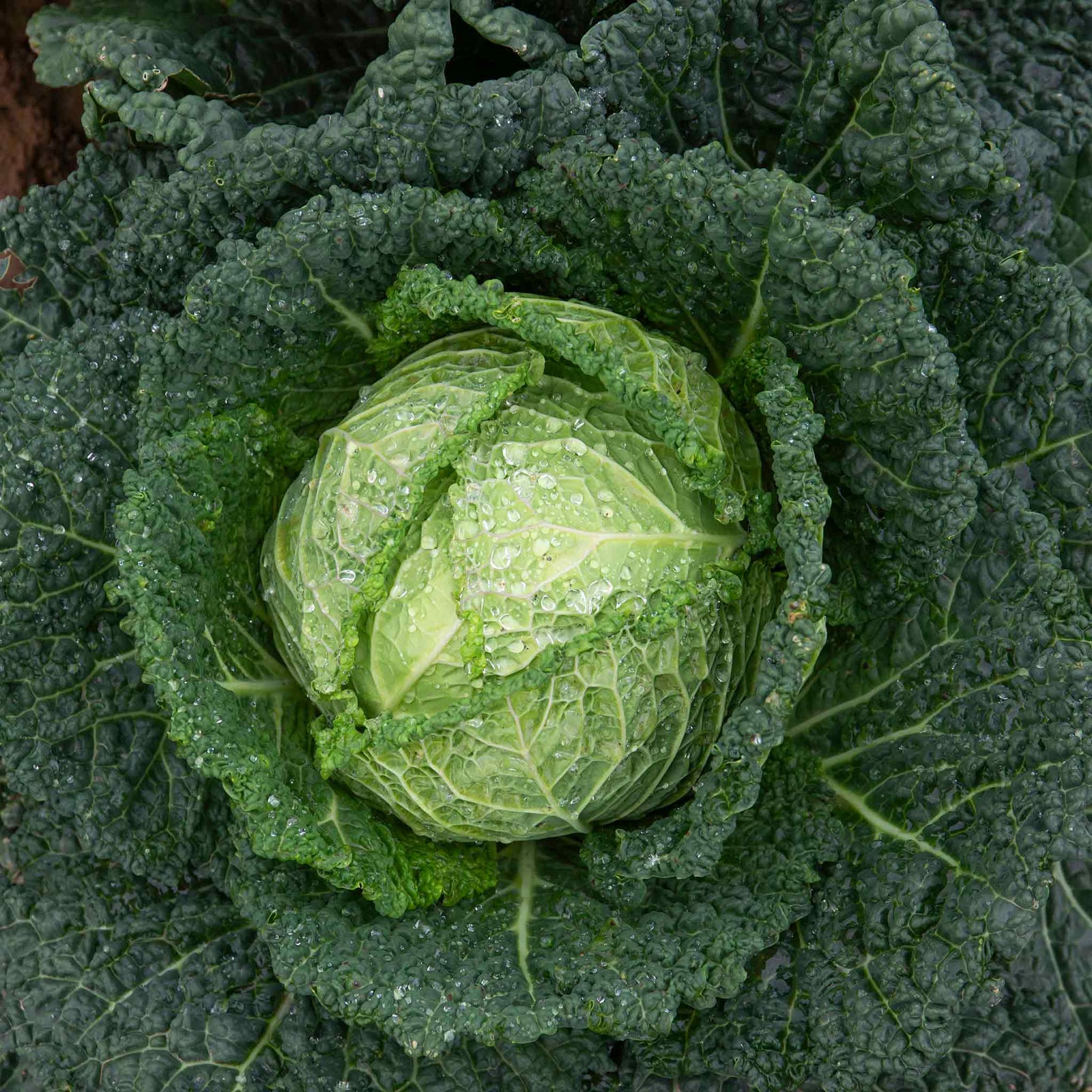 Savoy Cabbage 'serpentine' F1 Hybrid Garden Ready Plants | 12 x Garden Ready Plugs | Green