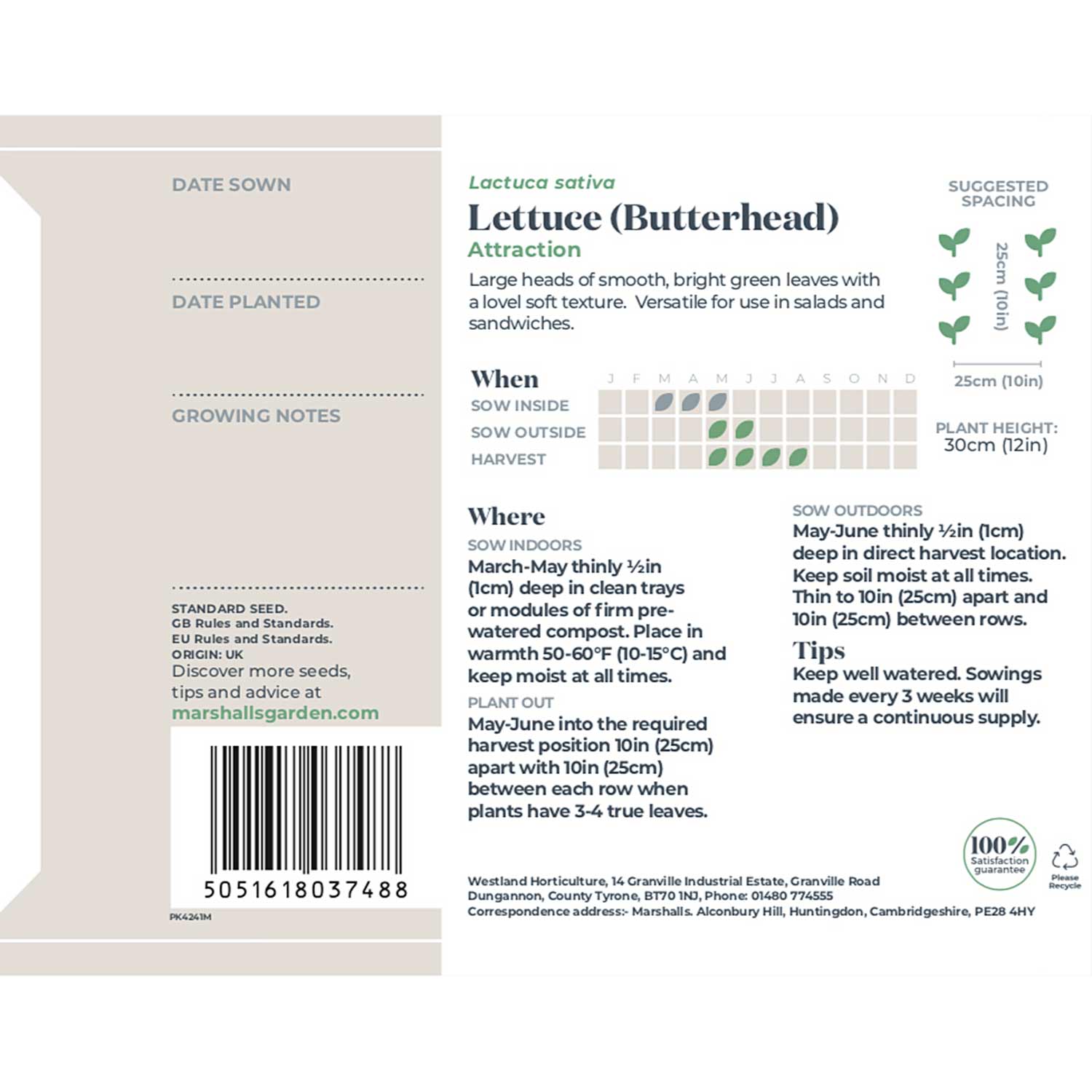 Butterhead Lettuce Seeds 'attraction' | 1000 Seeds