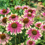 Echinacea 'green Twister' - Two-tone Pollinator-friendly Perennial | 1 x 9cm