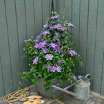 Clematis Baroness Fookes - 7cm pot | 1 x 7cm | Purple