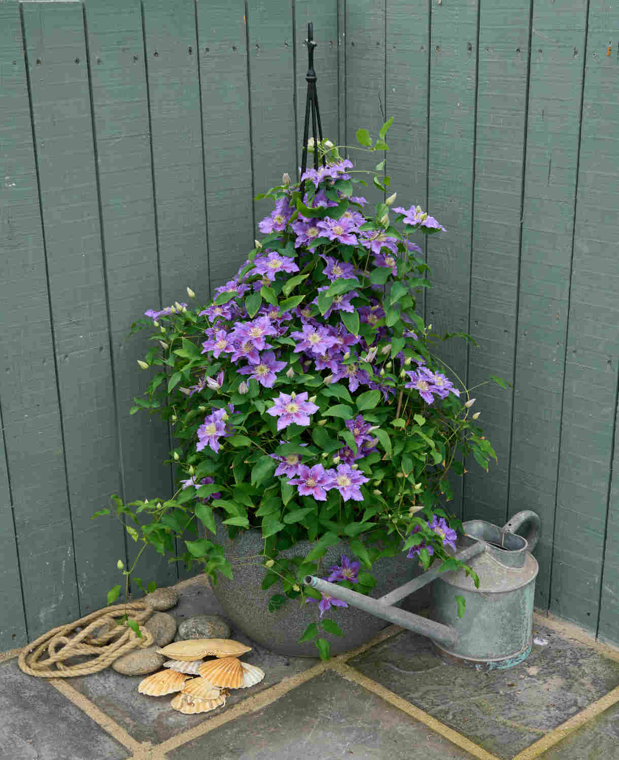 Clematis Baroness Fookes - 7cm pot | 1 x 7cm | Purple