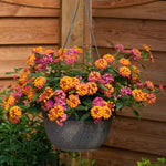 Lantana 'passion Fruit' Trailing Pink And Orange Bedding Plant | 12 x Plug Plants | Multi