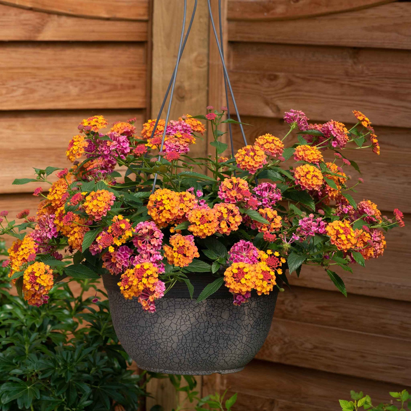 Lantana 'passion Fruit' Trailing Pink And Orange Bedding Plant | 12 x Plug Plants | Multi