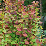 Berberis 'orange Rocket' Shrub Pot | 1 x 9cm | Orange