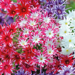 Phlox Pop Stars Mixed Hardy Annual Garden Ready Plants For Borders And Containers | 24 x Garden Ready Plants