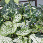 Brunnera Macrophylla 'sea Heart' Siberian Bugloss – Silver-leaf Shade Perennial | 6 x Jumbo Plugs | Green