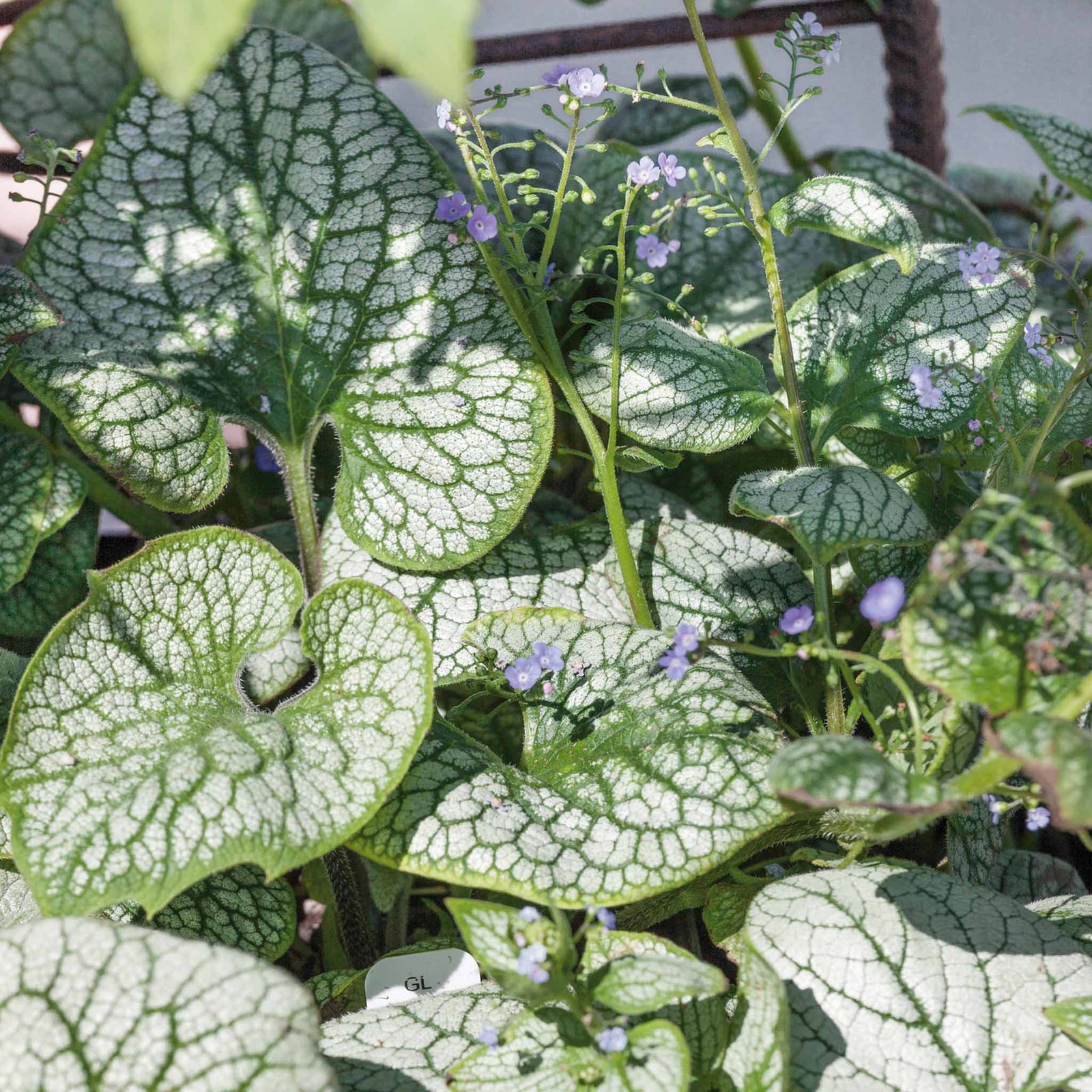 Brunnera Macrophylla 'sea Heart' Siberian Bugloss – Silver-leaf Shade Perennial | 3 x Jumbo Plugs | Green