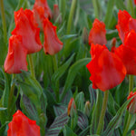 Tulip Bulbs 'red Riding Hood' (greigii) 10 Bulbs | 10 x Bulbs | Red
