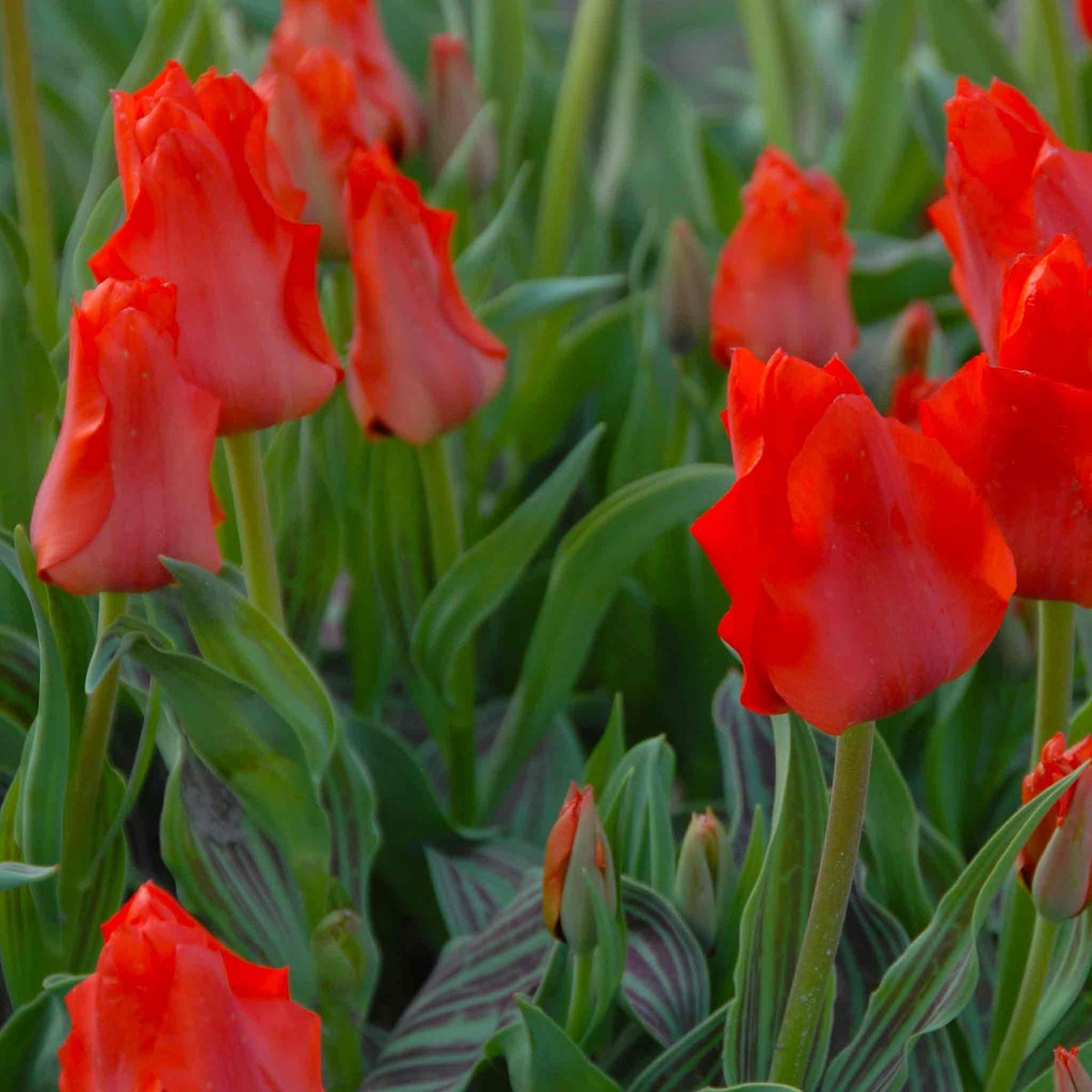 Tulip Bulbs 'red Riding Hood' (greigii) 10 Bulbs | 10 x Bulbs | Red