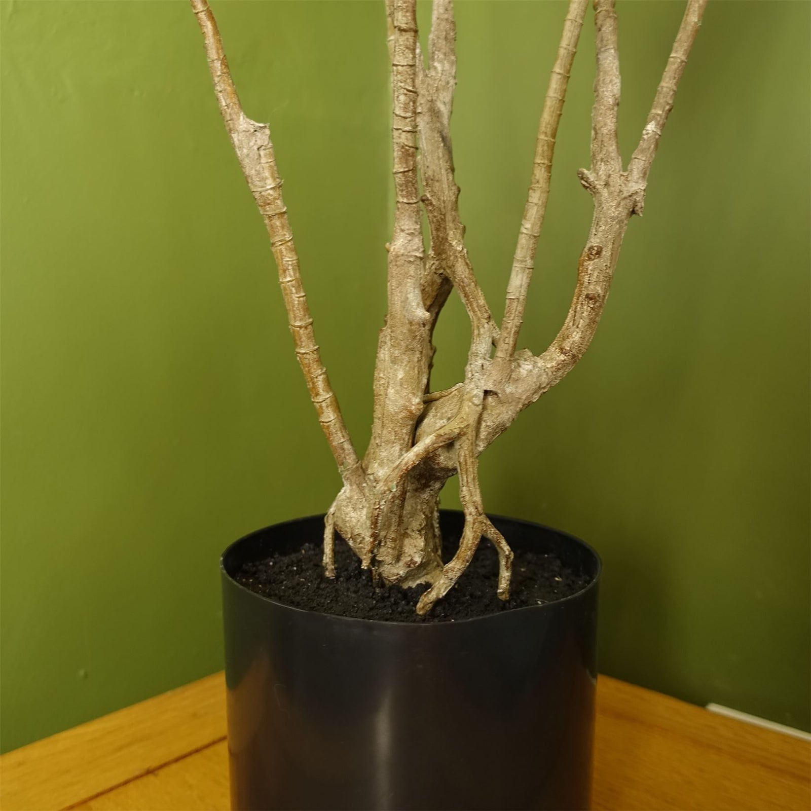 Artificial 125cm Dragon Plant Dracaena Tree Natural Look