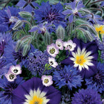 Sea Of Blue Mixed Annual Seeds | 350 Seeds