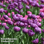Tulip 'Blue Diamond' Bulbs | 16 x Bulbs