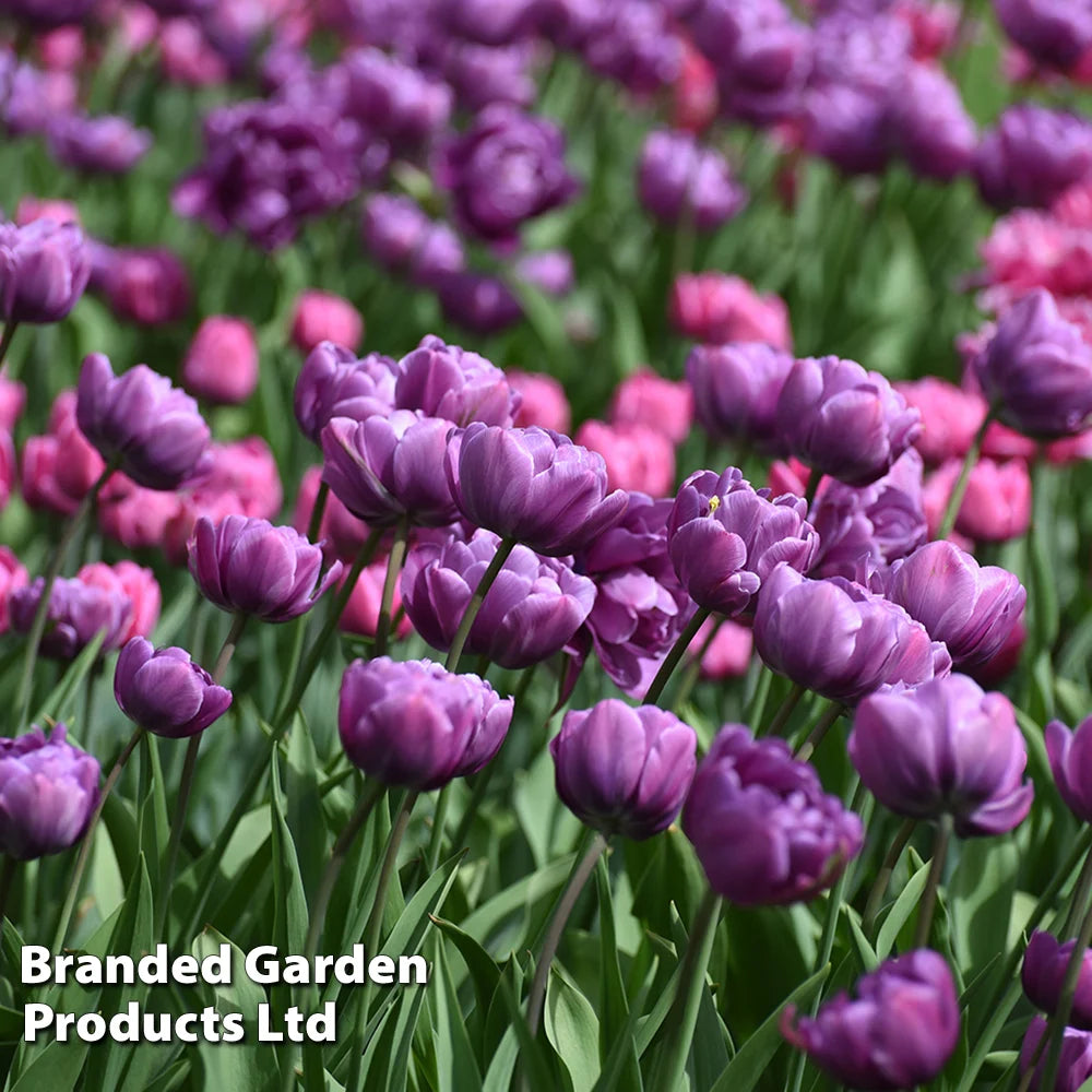 Tulip 'Blue Diamond' Bulbs | 16 x Bulbs