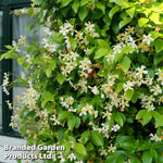 Trachelospermum Jasminoides 9cm Pot | 2 x 9cm
