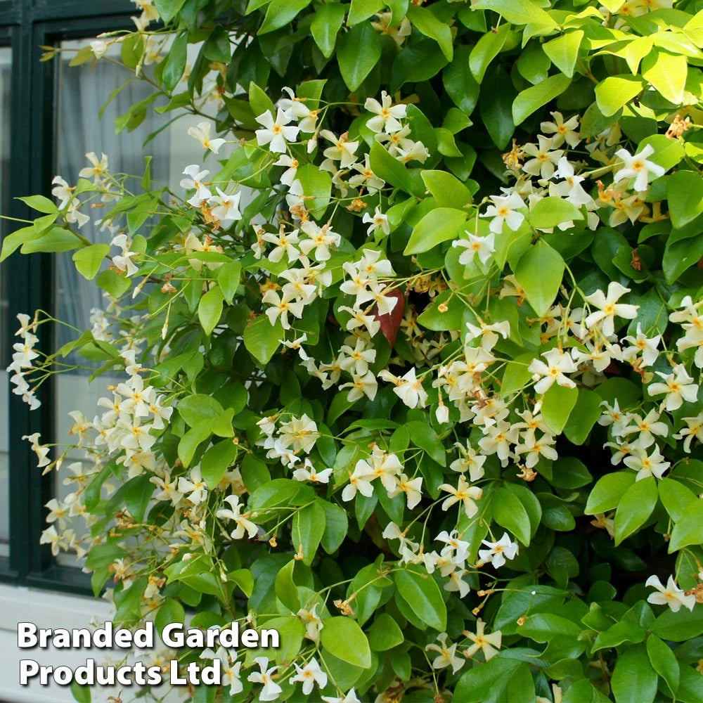 Trachelospermum Jasminoides 9cm Pot | 2 x 9cm