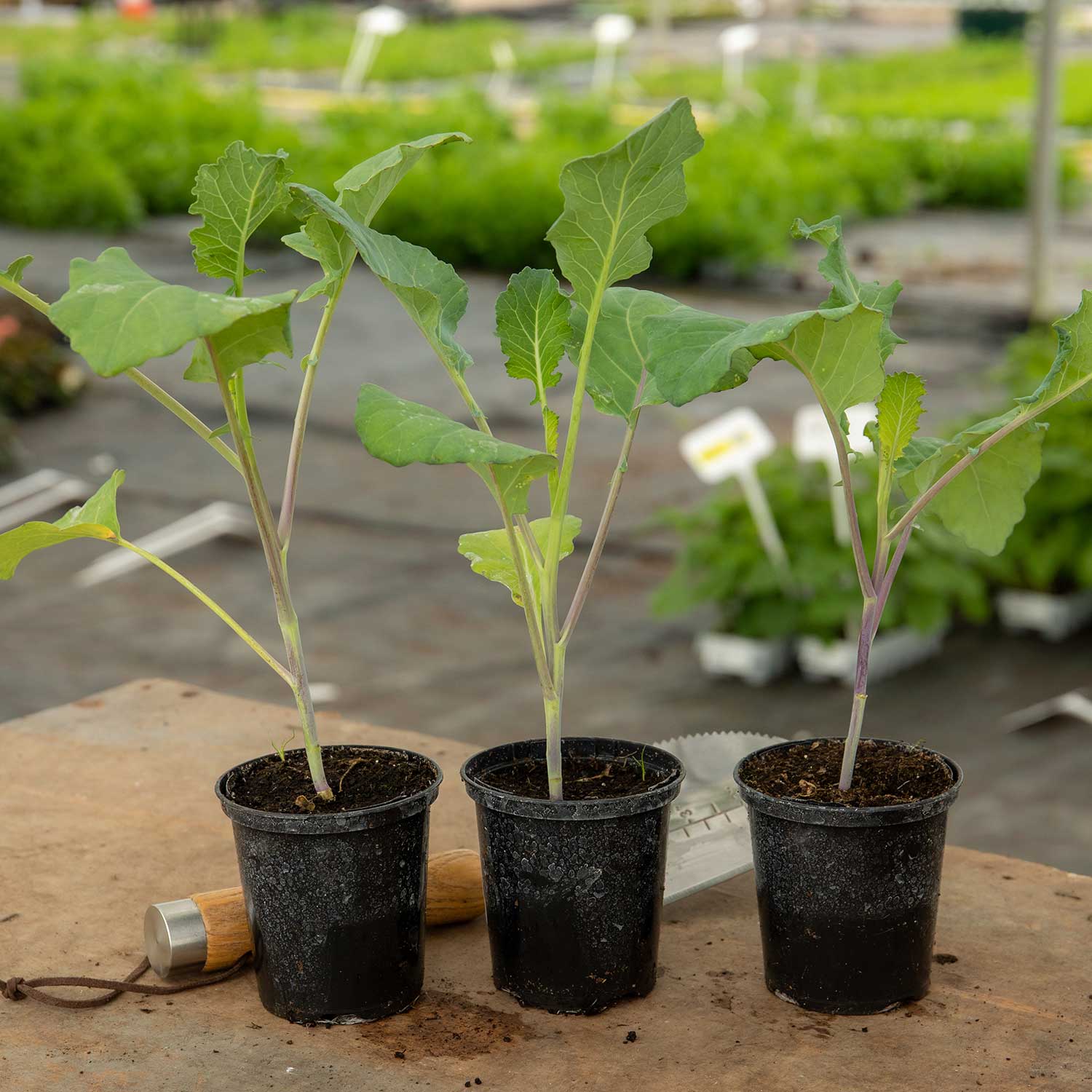 Broccoli 'summer Purple' – Heat-tolerant Summer Cropping | 16 x Pro Grower Plugs | Purple