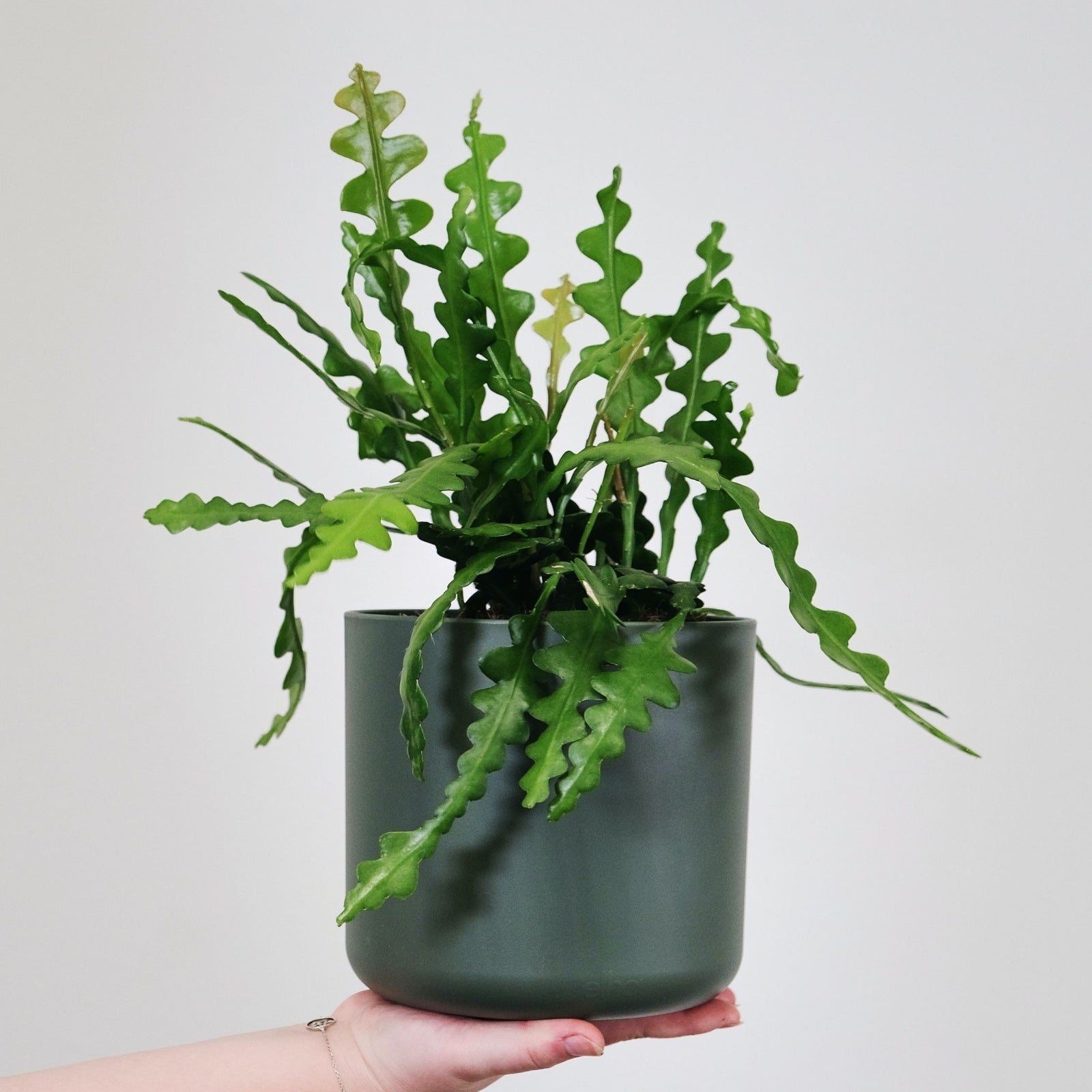 Orchid Cactus - Epiphyllum 'anguliger' - Height 30-40cm - ⌀15cm | Set-of-1 | Green