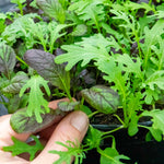 Salad Baby Leaves Oriental Mix | 12 x Plug Plants | Green