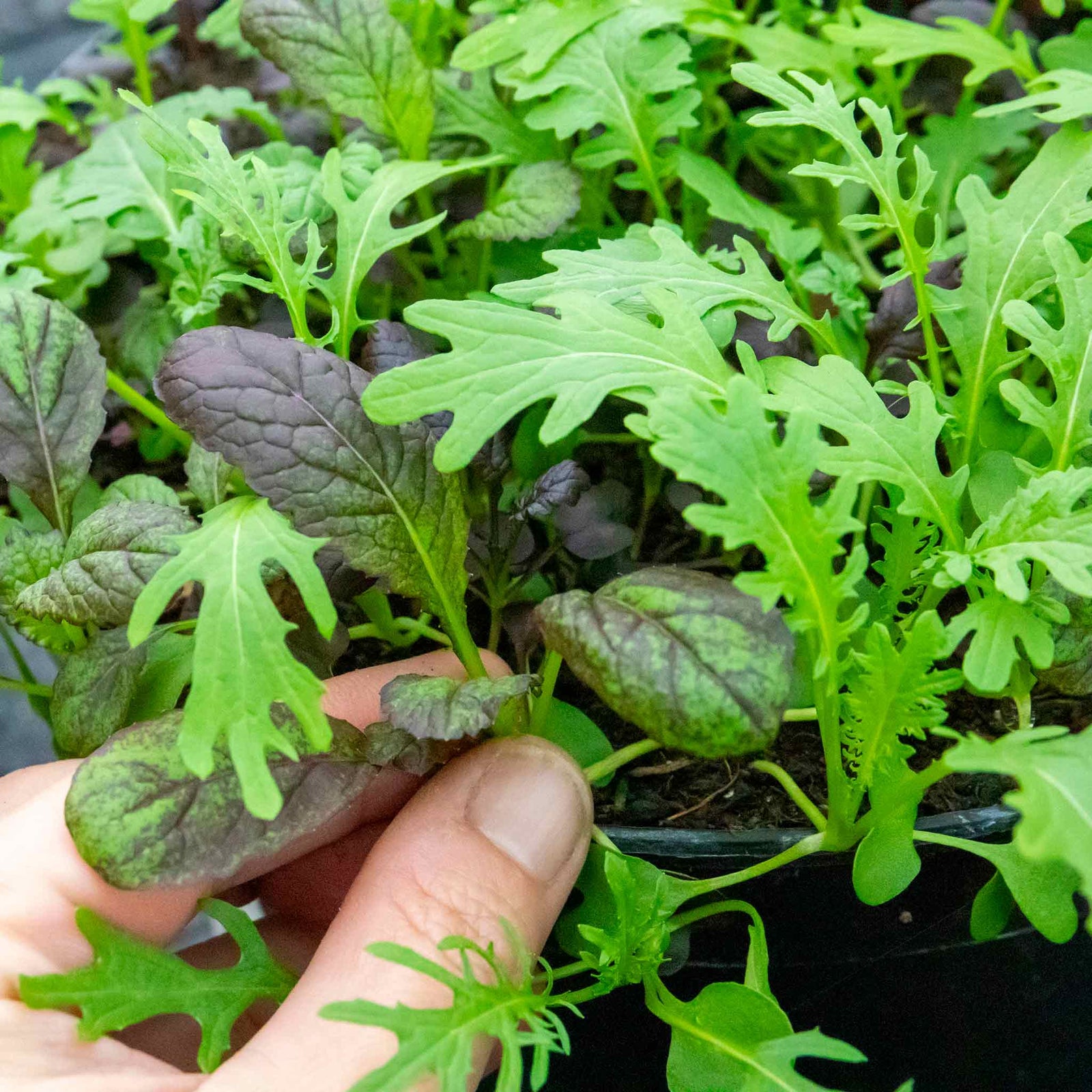 Salad Baby Leaves Oriental Mix | 12 x Plug Plants | Green