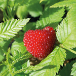 Funberry Plant, Rubus Illecebrosus | 1 x 3L | Red