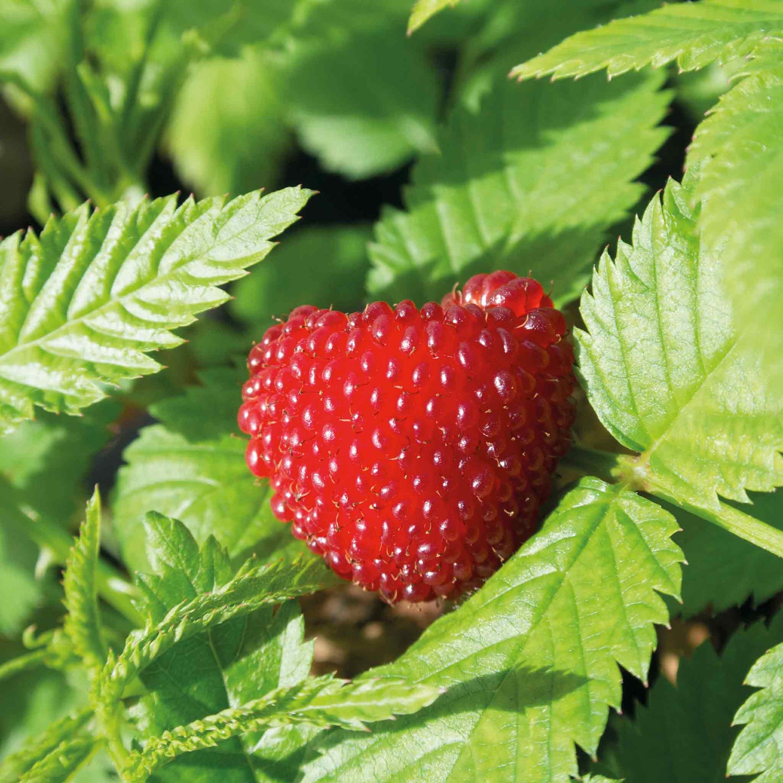 Funberry Plant, Rubus Illecebrosus | 1 x 3L | Red