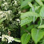 Sorbus Folgneri Emiel Tree 6ft Tall Supplied In A 12 Litre Pot