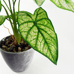 40cm Artificial Taro In Decorative Planter