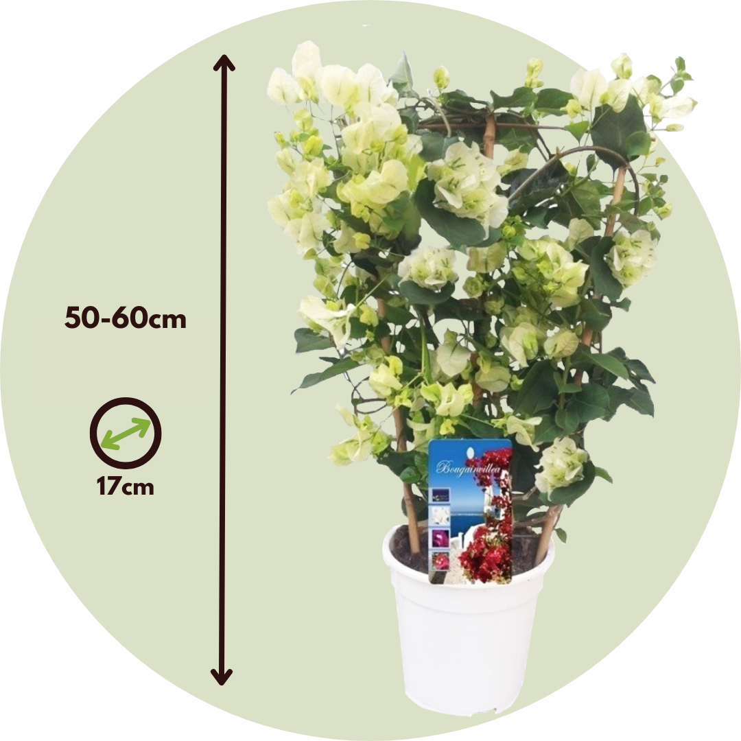 Paper Flower - Height 50-60cm - ⌀17cm | Set of 1 | White