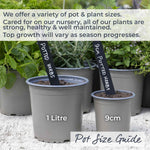 Sage (salvia Officinalis), Hardy Evergreen Culinary Herb, Plants | 1L | Purple & Green