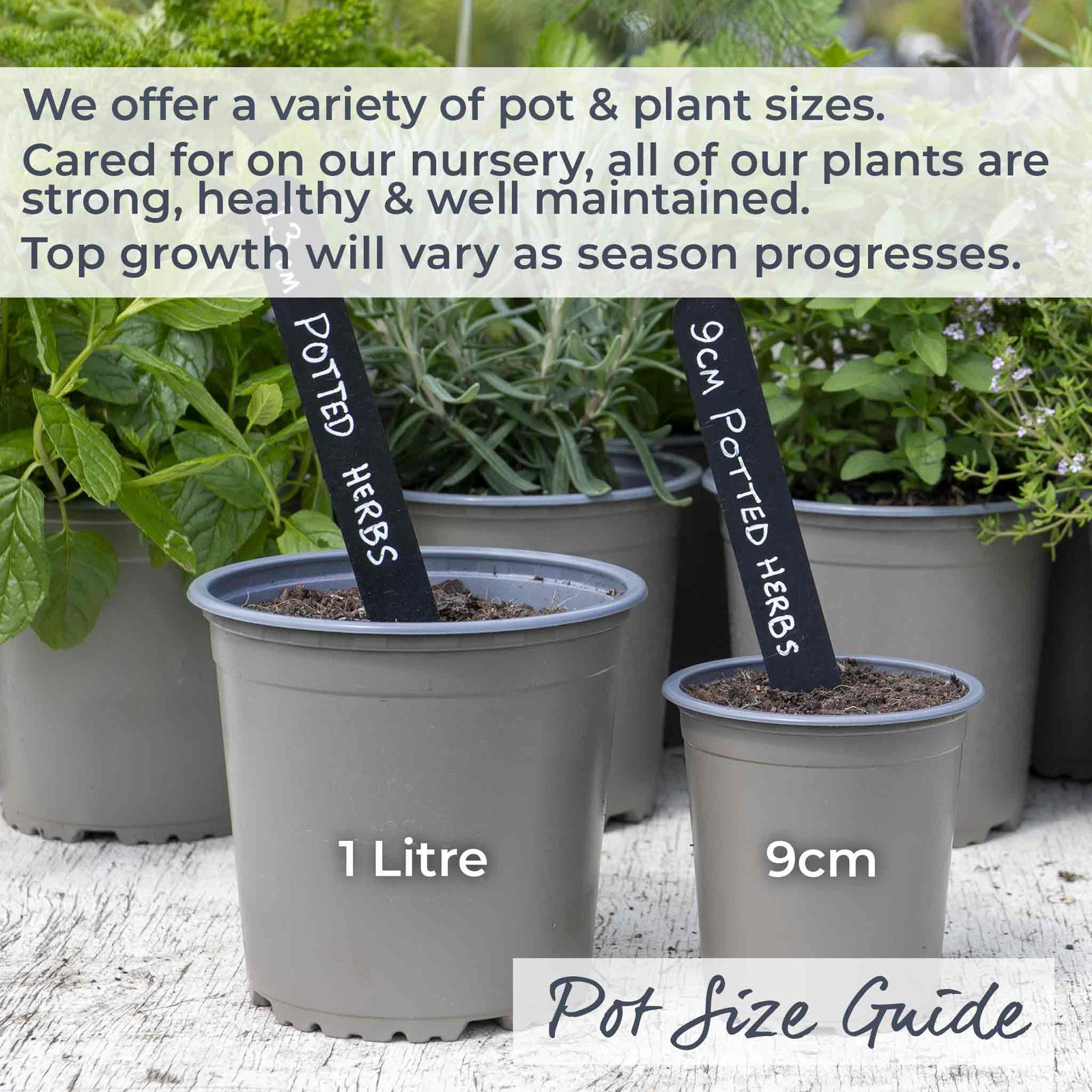 Sage (salvia Officinalis), Hardy Evergreen Culinary Herb, Plants | 1L | Purple & Green