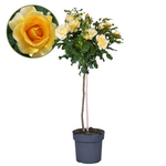 Palace Rose - Height 80-100cm - ⌀19cm | Set of 1 | Yellow