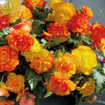 Begonia Tuber 'cascade Sunray' Tubers | 5 x Bulbs | Yellow