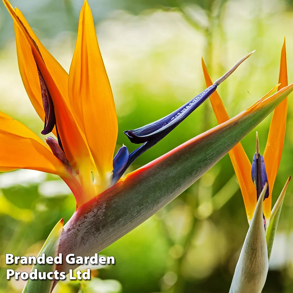 Strelitzia Bird Of Paradise 9cm Potted Plant | 1 x 9cm