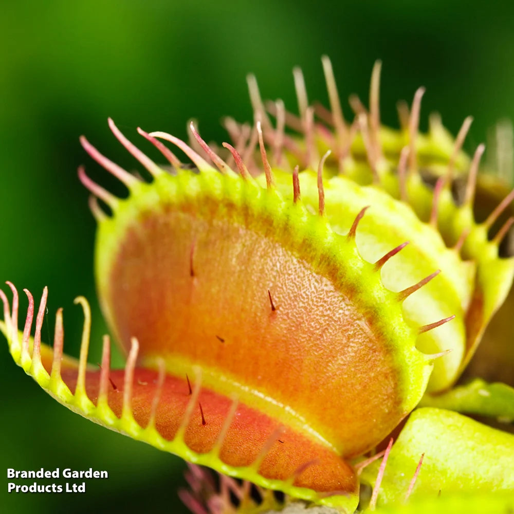 Thompson & Morgan Dionaea Muscipula (venus Fly Trap) - 2 Plants