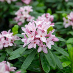 Daphne 'pink Fragrance' Fragrant Evergreen Shrub | 1 x 1.5L | Pink