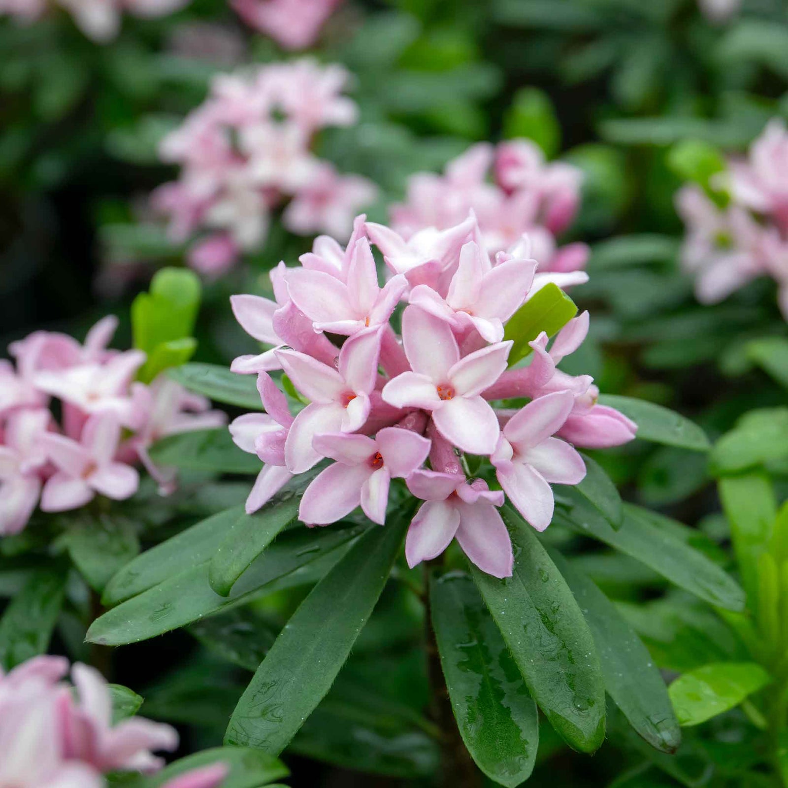 Daphne 'pink Fragrance' Fragrant Evergreen Shrub | 1 x 1.5L | Pink