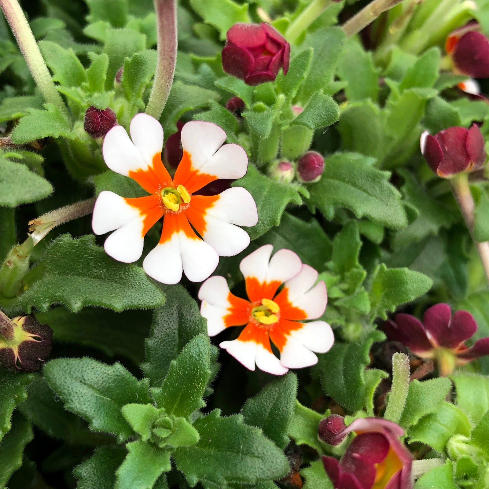 Zaluzianskya 'orange Eye' Night Phlox | 6 x Jumbo Plugs | Multi