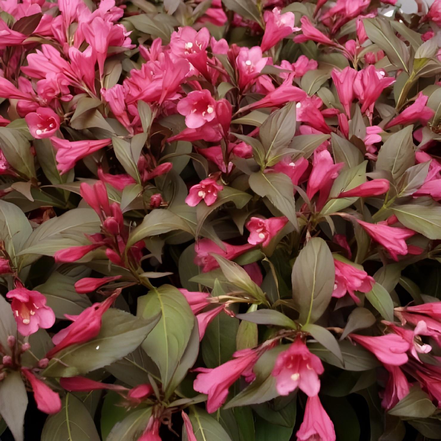 Direct Plants Weigela Minor Black Pink Flowering Hardy Garden Shrub Plant