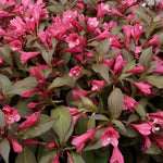 Weigela Minor Black Pink Flowering Hardy Garden Shrub Plant