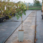 Jonagold Apple Tree M9 Dwarf Rootstock For Patio And Containers | 1 x 2L