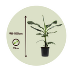 Canary Banana - 2 Pcs. - Musa 'dwarf Cavendish' - Height 90-100cm - ⌀21cm | Set-of-2 | Green