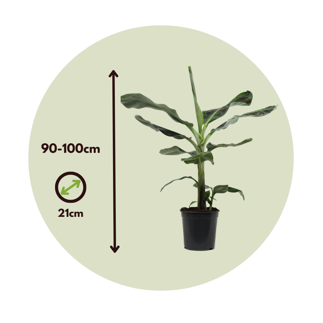 Canary Banana - 2 Pcs. - Musa 'dwarf Cavendish' - Height 90-100cm - ⌀21cm | Set-of-2 | Green