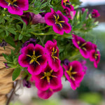 Calibrachoa 'cabaret Good Night Kiss' - Fuchsia Trailing Bedding Plant | 12 x Plug Plants | Fuchsia