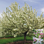 Direct Plants Malus Sugar Tyme Tree 6ft Tall Supplied In A 12 Litre Pot