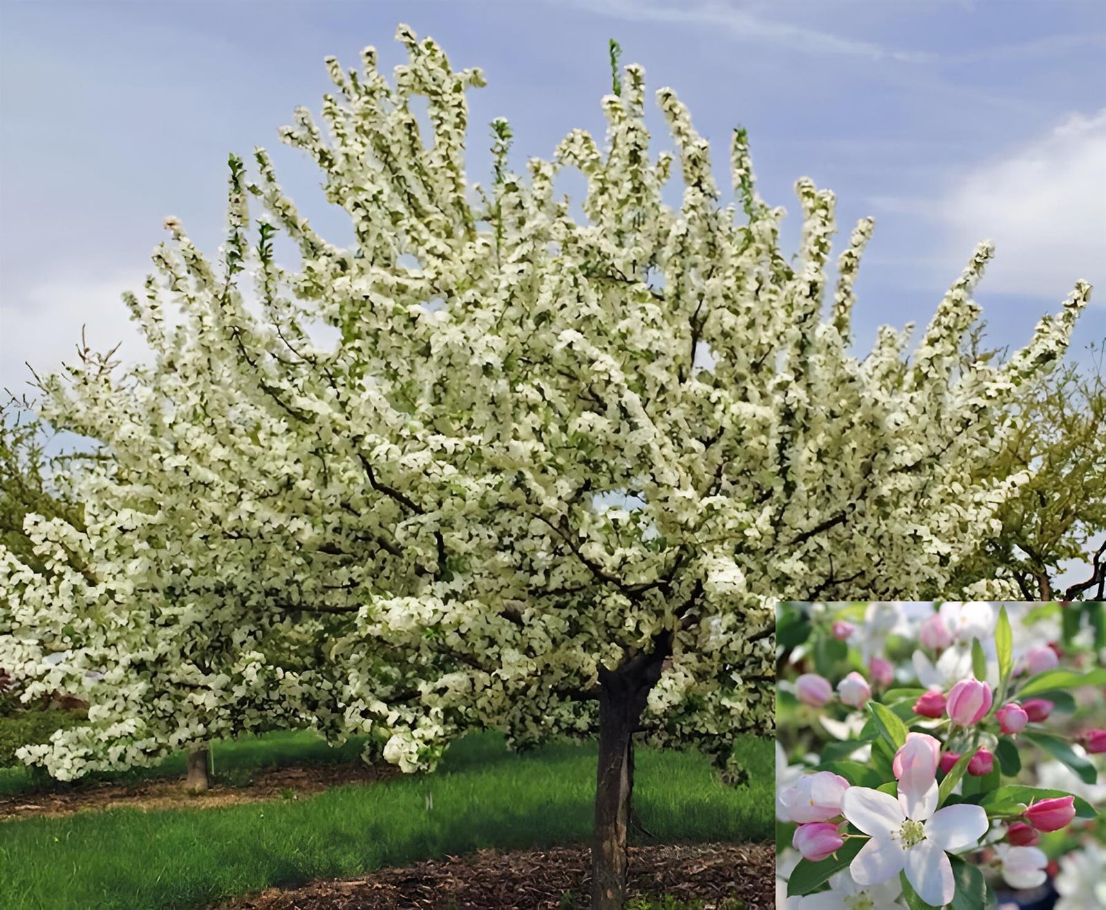 Direct Plants Malus Sugar Tyme Tree 6ft Tall Supplied In A 12 Litre Pot