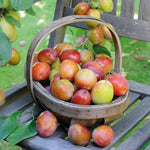 Plum Twin Tree 'victoria & Hauszwetsche' - Dual-variety Semi-dwarf Plum | 1 x Bare Root
