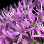 Allium 'globemaster' - Large Purple Globe Flowers | 3 x Bulbs | Purple