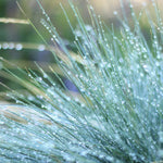 Festuca Glauca Elijah Blue - Blue Fescue Grass 3 X 9cm Pots